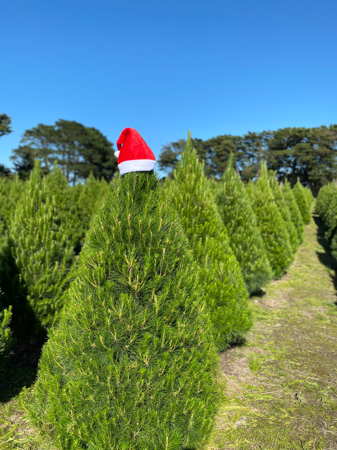 Where to Buy Real Christmas Trees