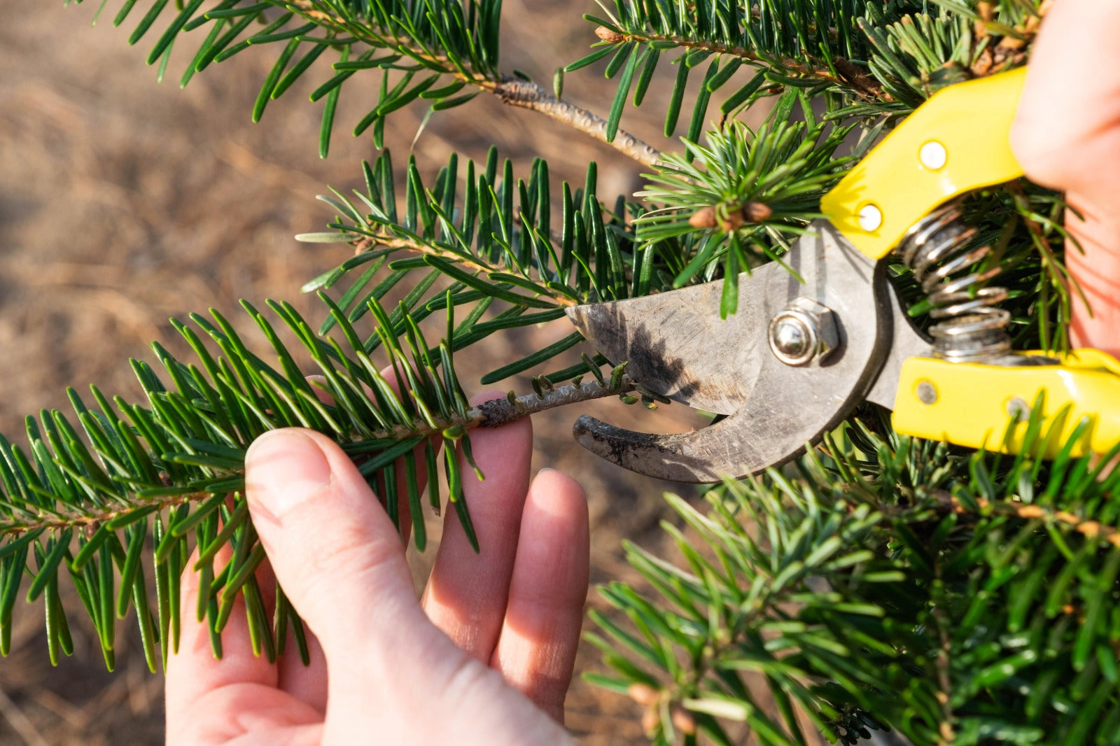 Basic Tree Trim How to Trim a Christmas Tree? | The Tree Elves