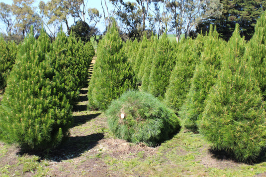 Live Christmas Trees Melbourne - Real Christmas Tree cut down on farm