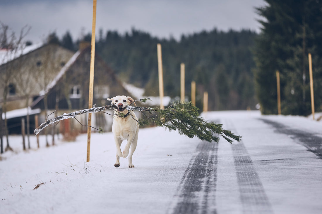 Are Real Christmas Trees Safe For Dogs Find Out Here The Tree Elves are-real-christmas-trees-safe-for-dogs-find-out-here-the-tree-elves