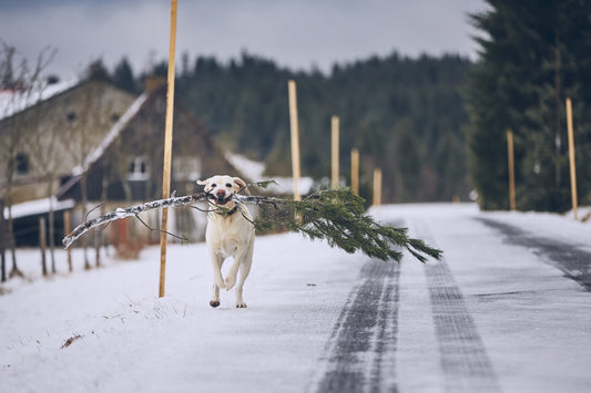 Are Real Christmas Trees Safe for Dogs?