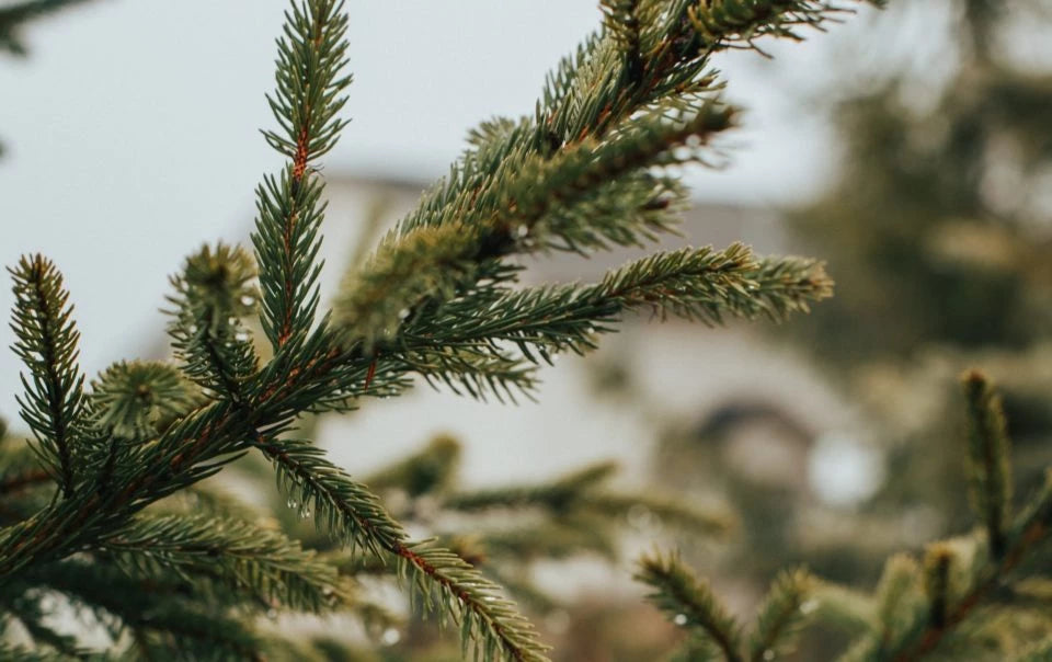 Real Christmas trees for your Point Cook home