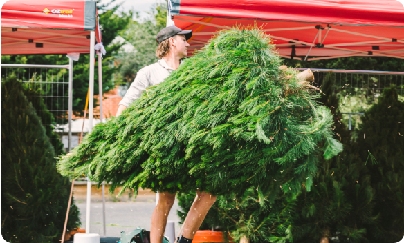 A Tree Elves staff member carrying a tree at a retail site