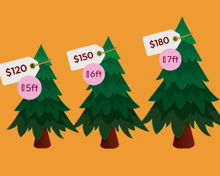 Image of three Christmas tree sizes with Brisbane retail prices, sitting on an orange background.