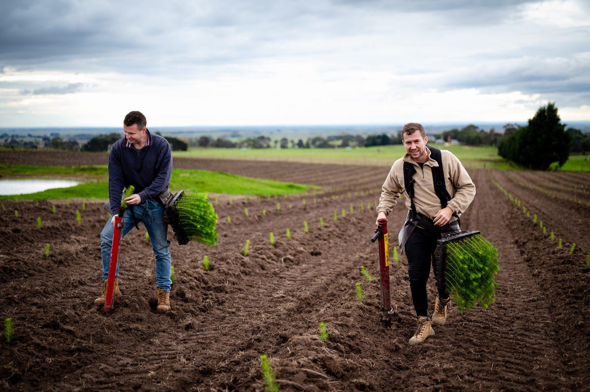 Two Tree Elves growers planting Christmas tree seedlings in a field