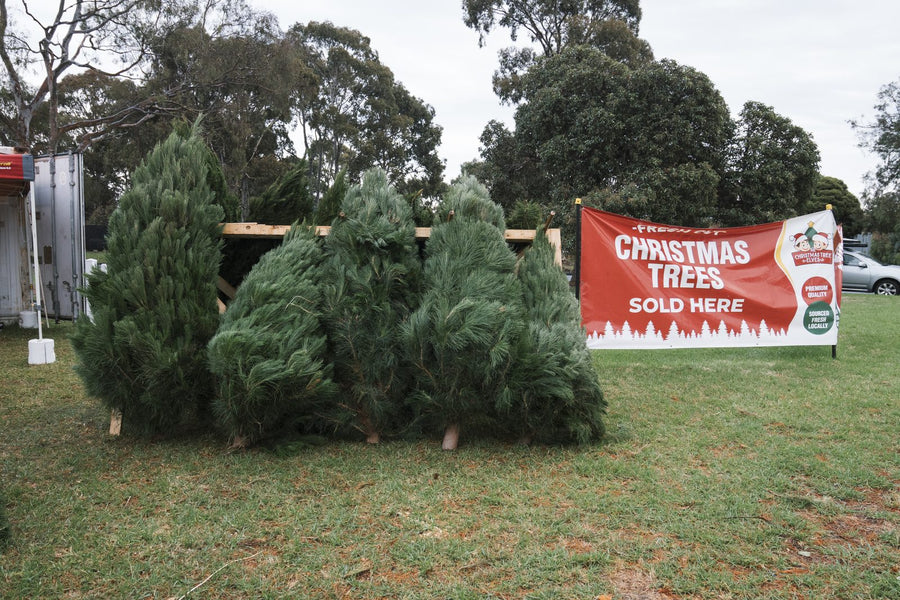 Fresh-cut Christmas trees on a rack beside the Tree Elves site banner